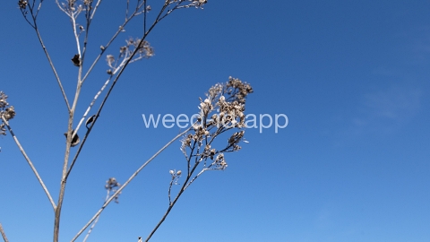 pepperweed, perennial